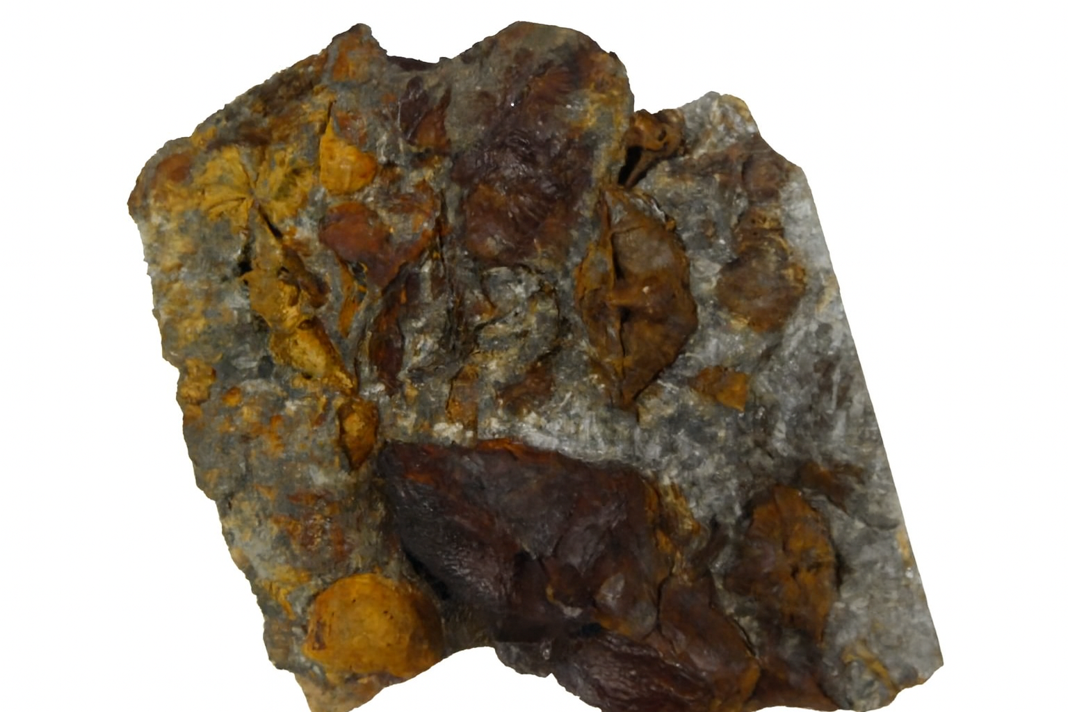 Brachiopod.