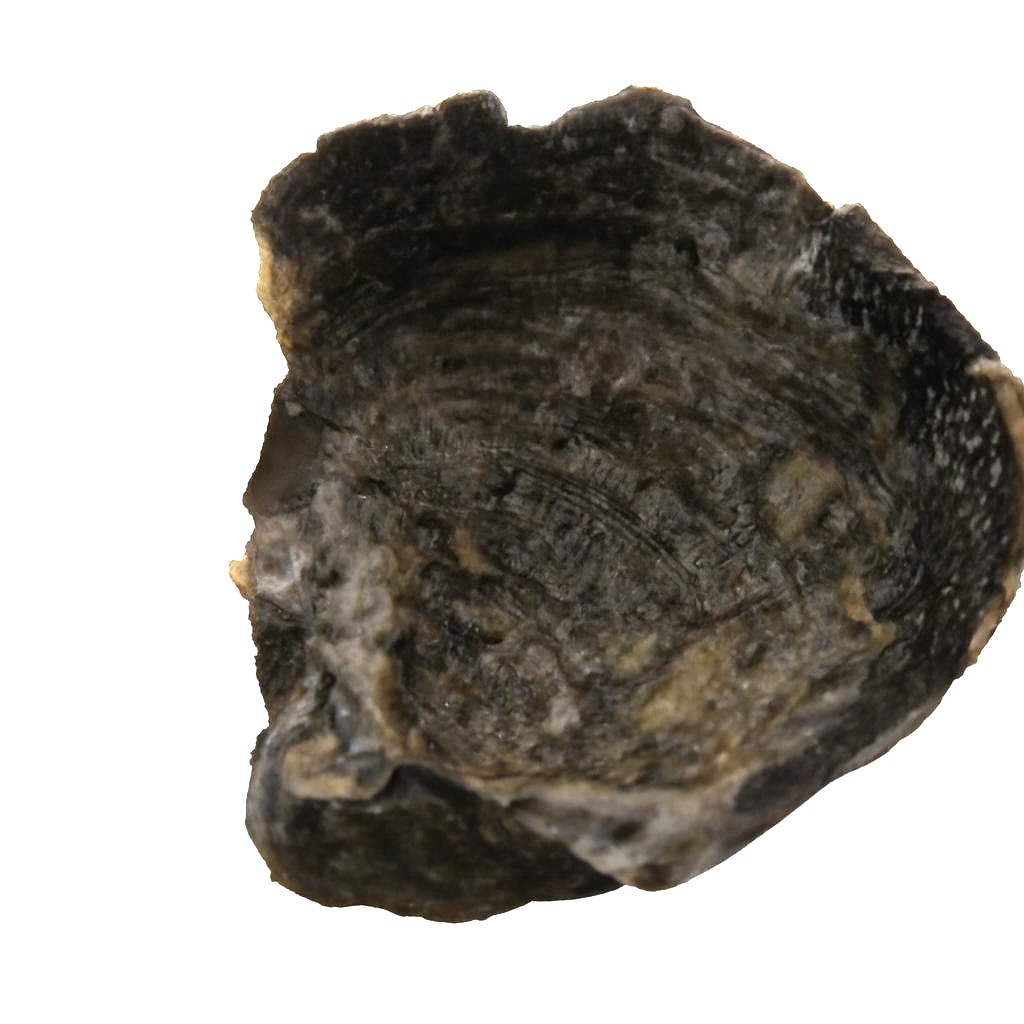 Brachiopod.