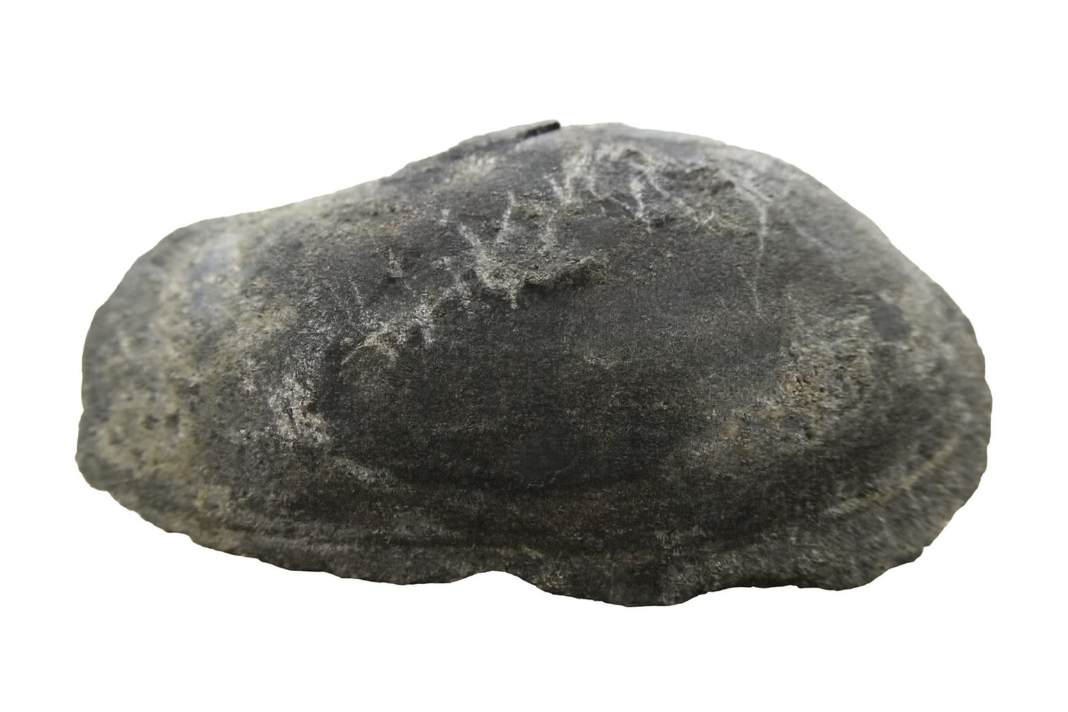 Pelecypod.