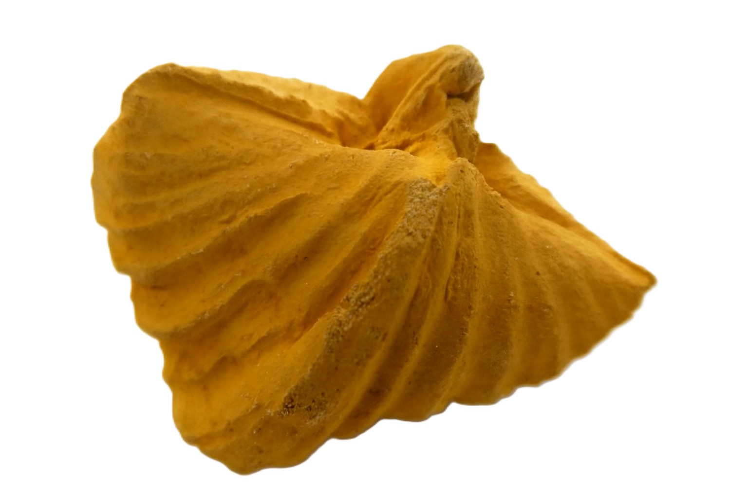 Brachiopod