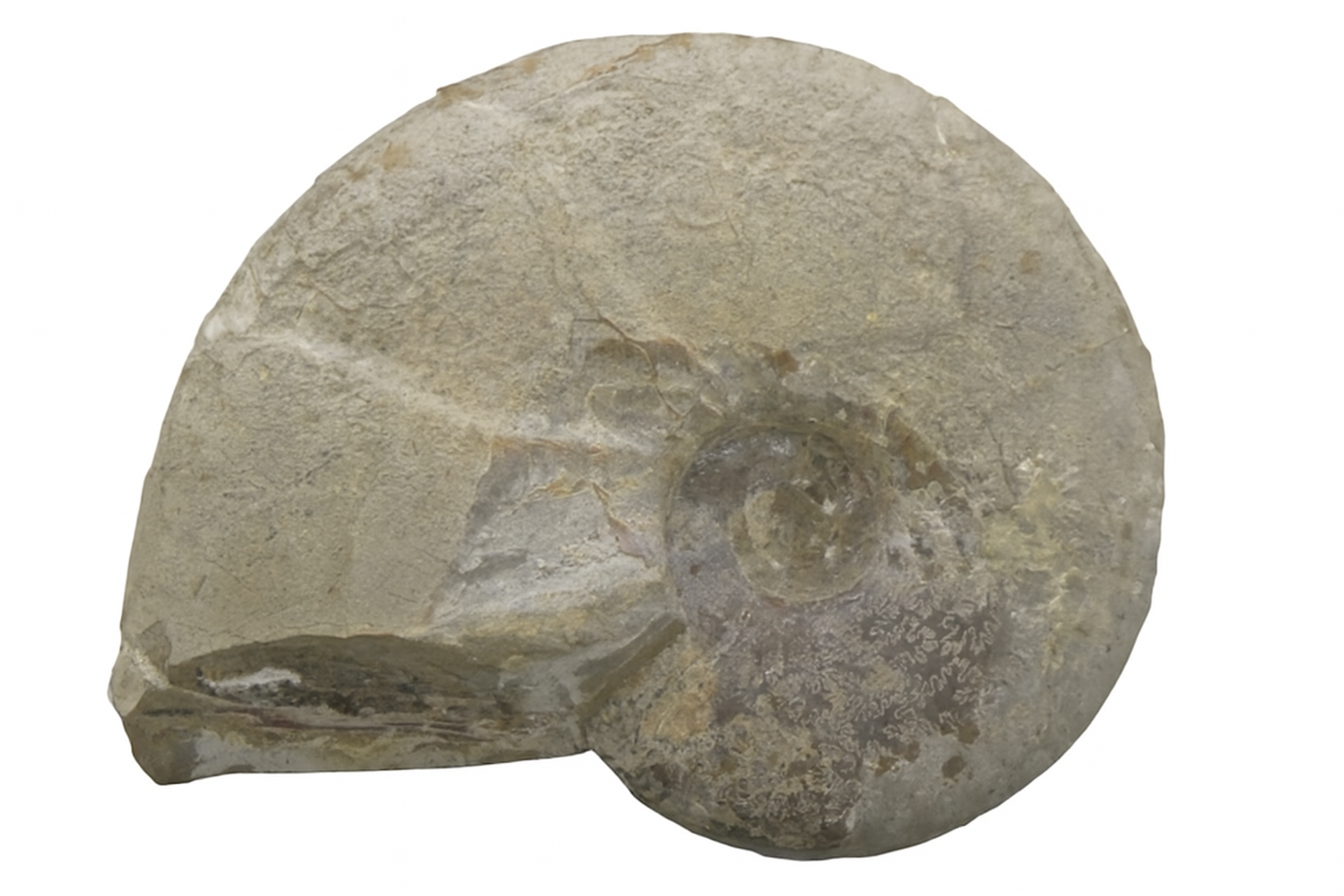 Scaphites Ammonite.
