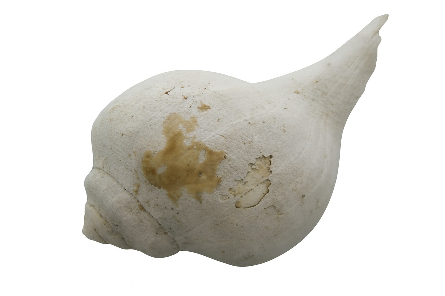Shell.