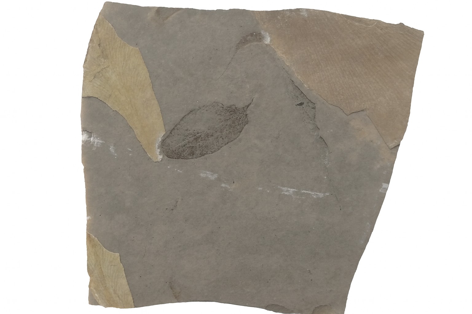 Leaf