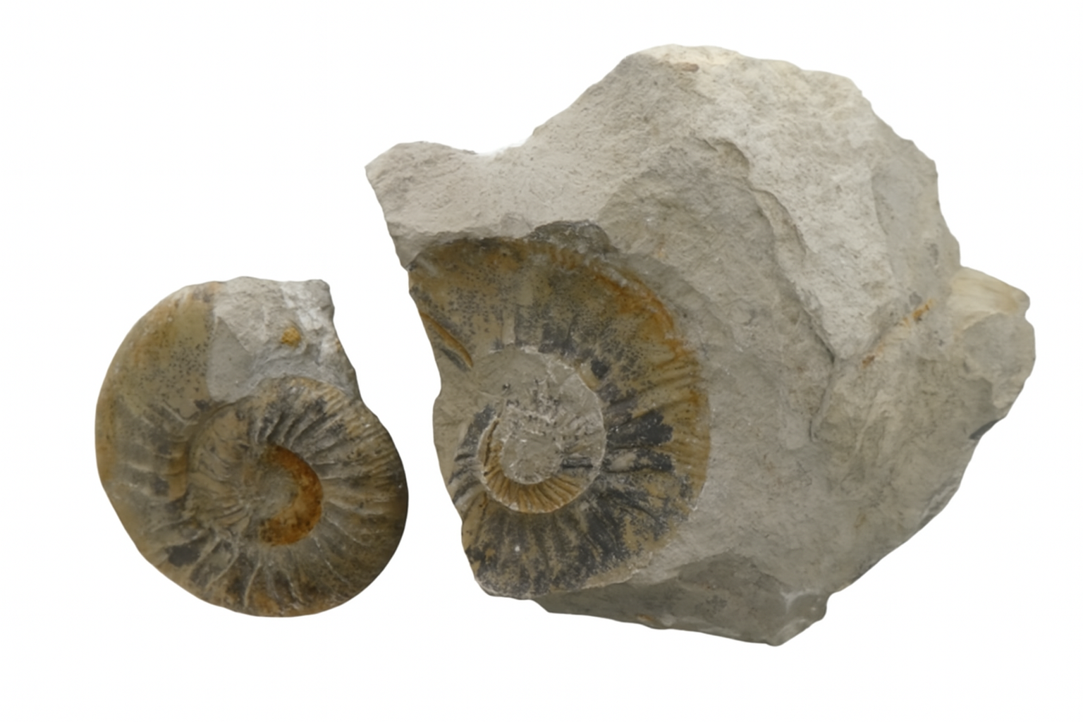 Ataxioceras Ammonite.