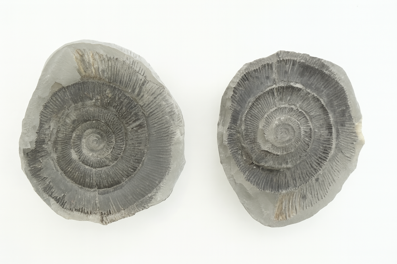 Dactylioceras positive/negative.