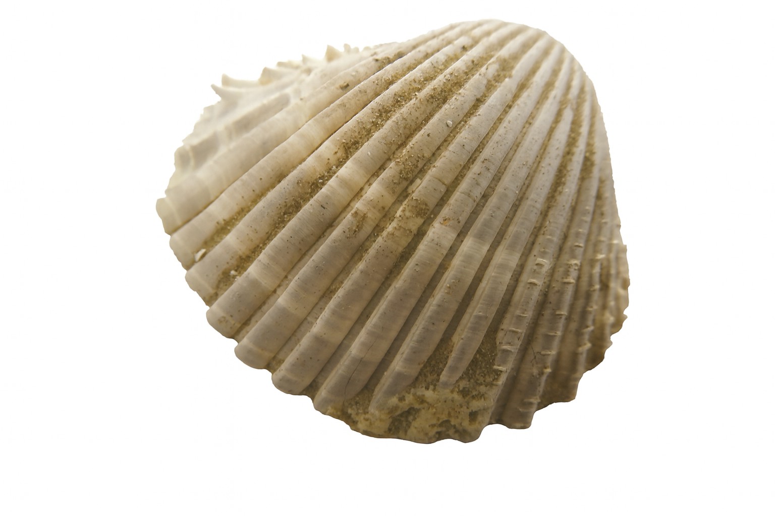 Shell.