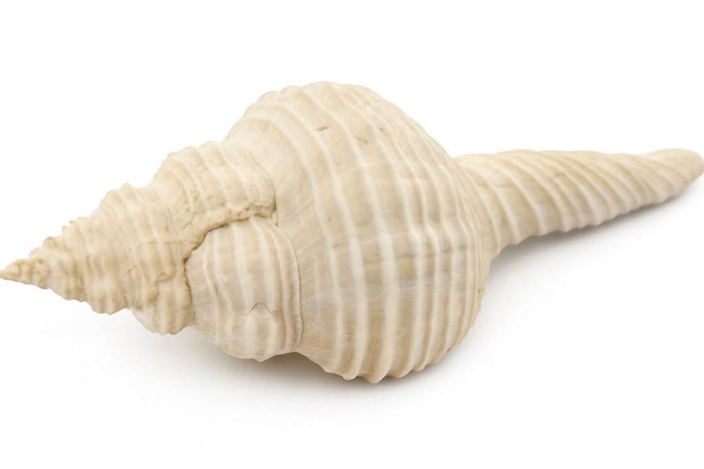Shell.