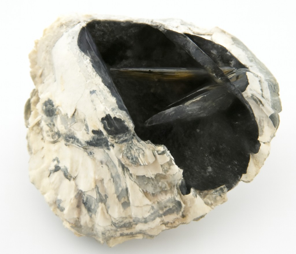 Brachiopod.