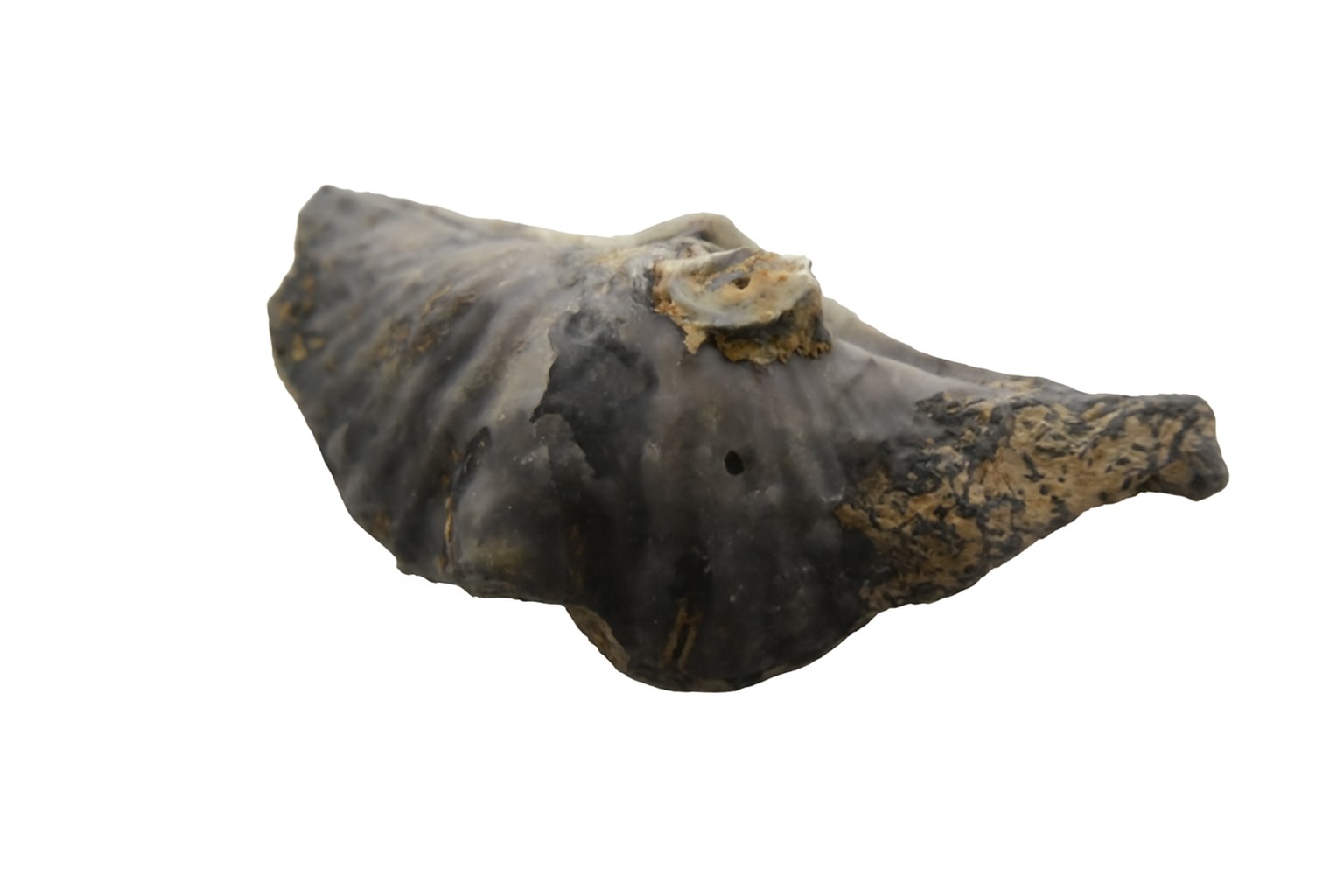 Brachiopod.