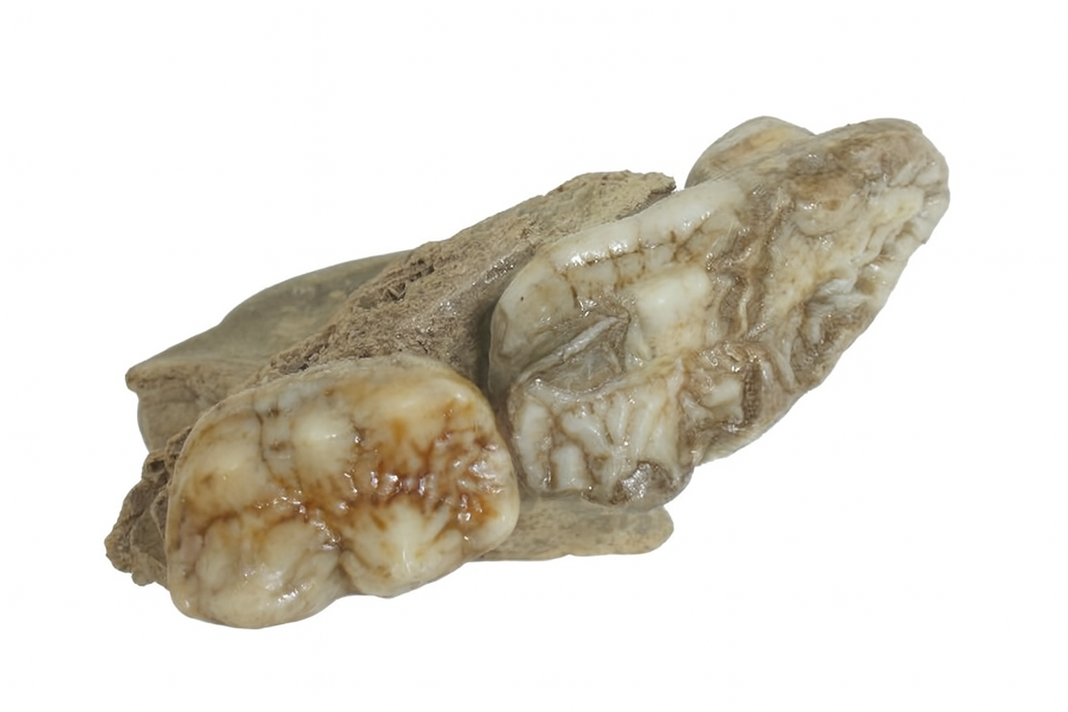Cave Bear Jaws