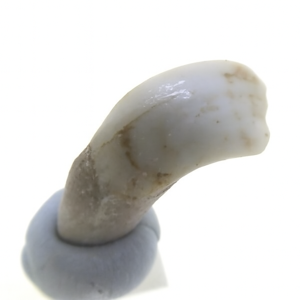 Kangaroo Tooth.
