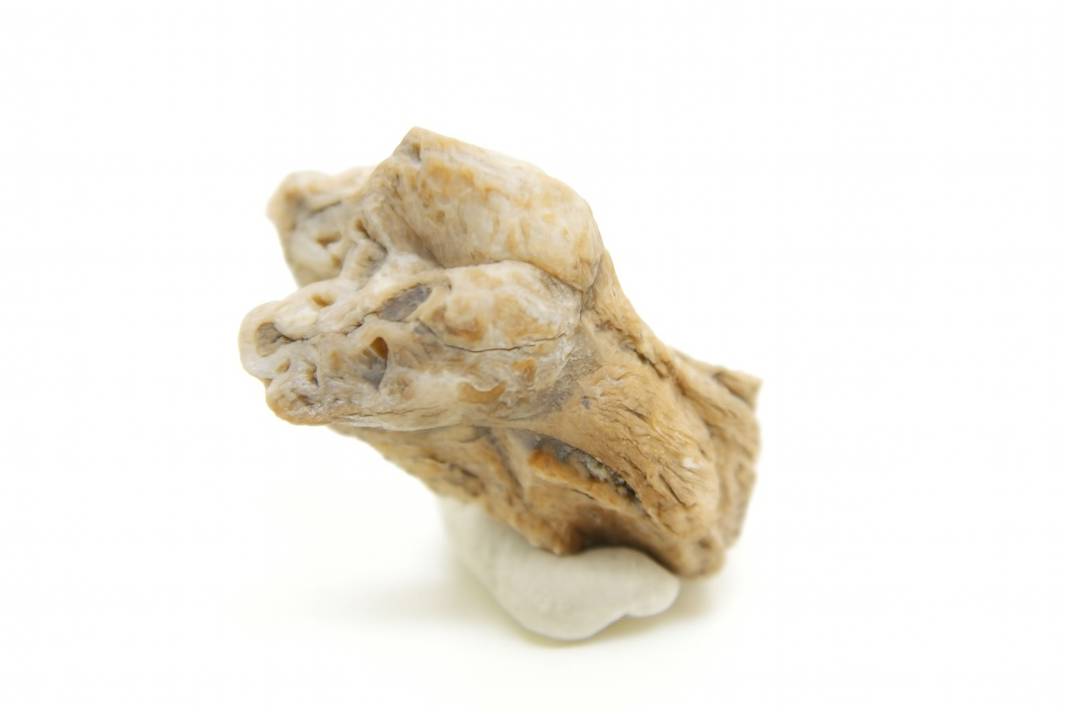 Kangaroo Tooth.