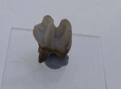 Kangaroo Tooth.