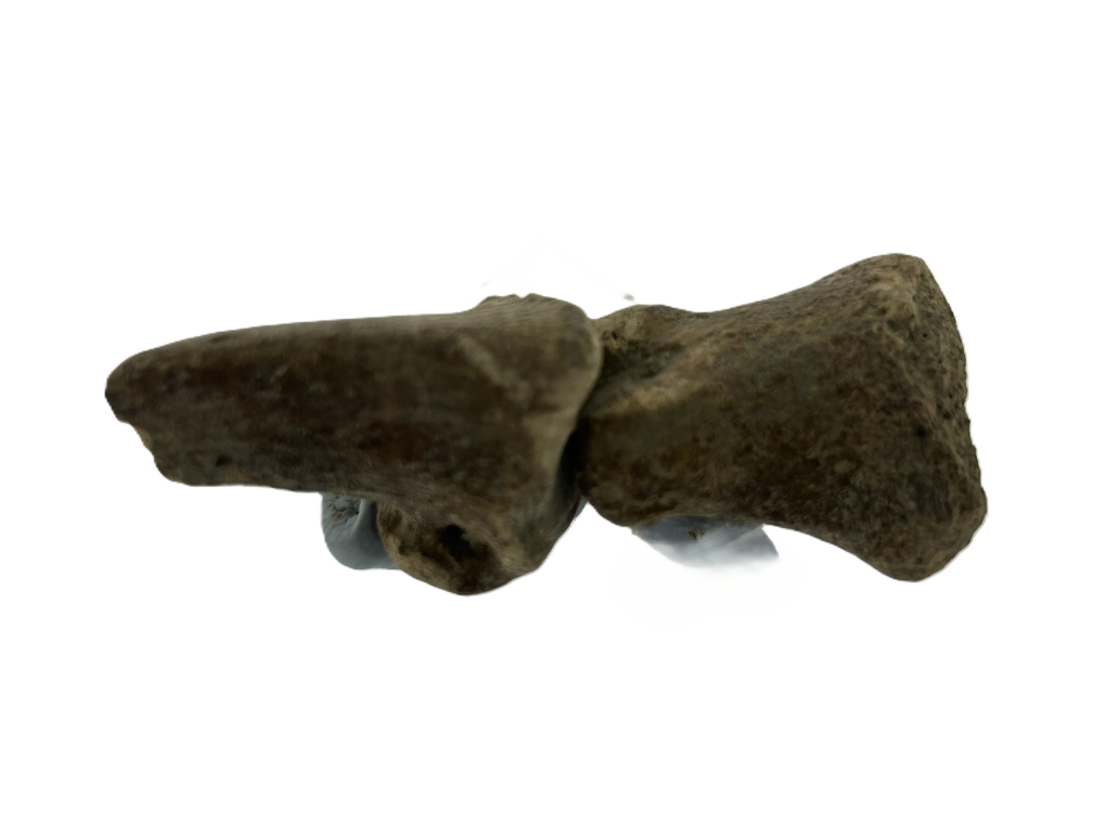 Kangaroo Toe bones.