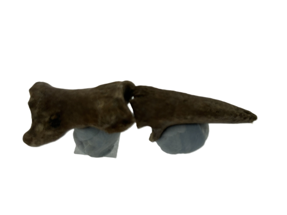 Kangaroo Toe bones.