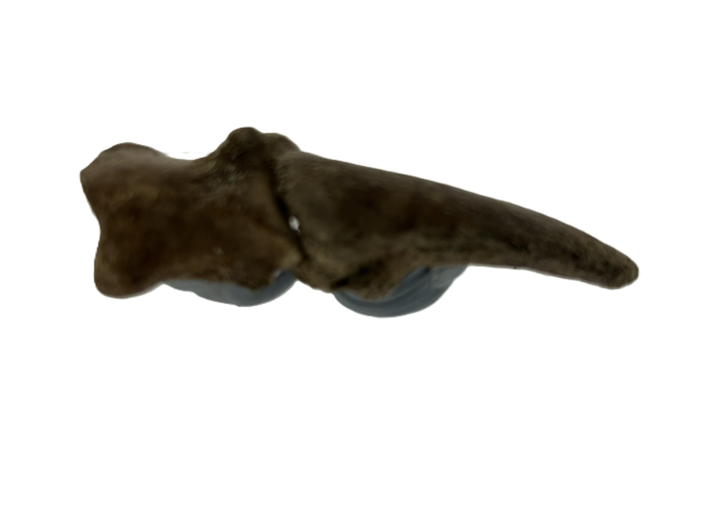 Kangaroo Toe bones.