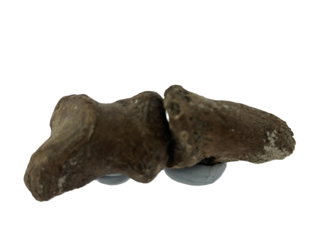 Kangaroo Toe bones.