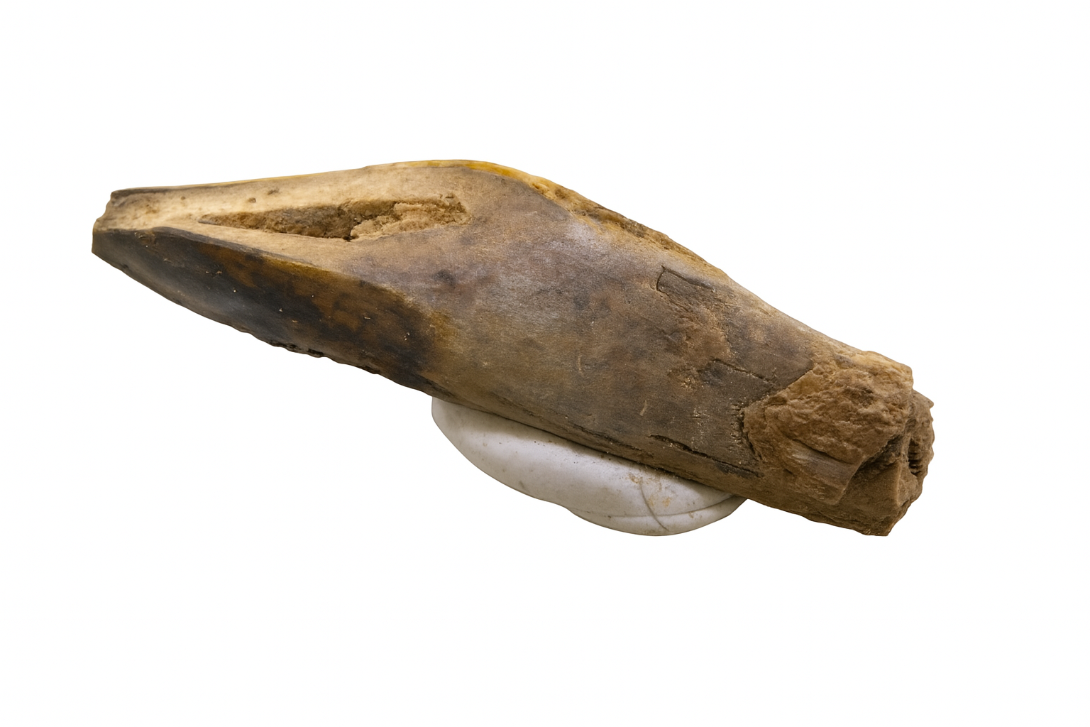 Kangaroo Tooth.