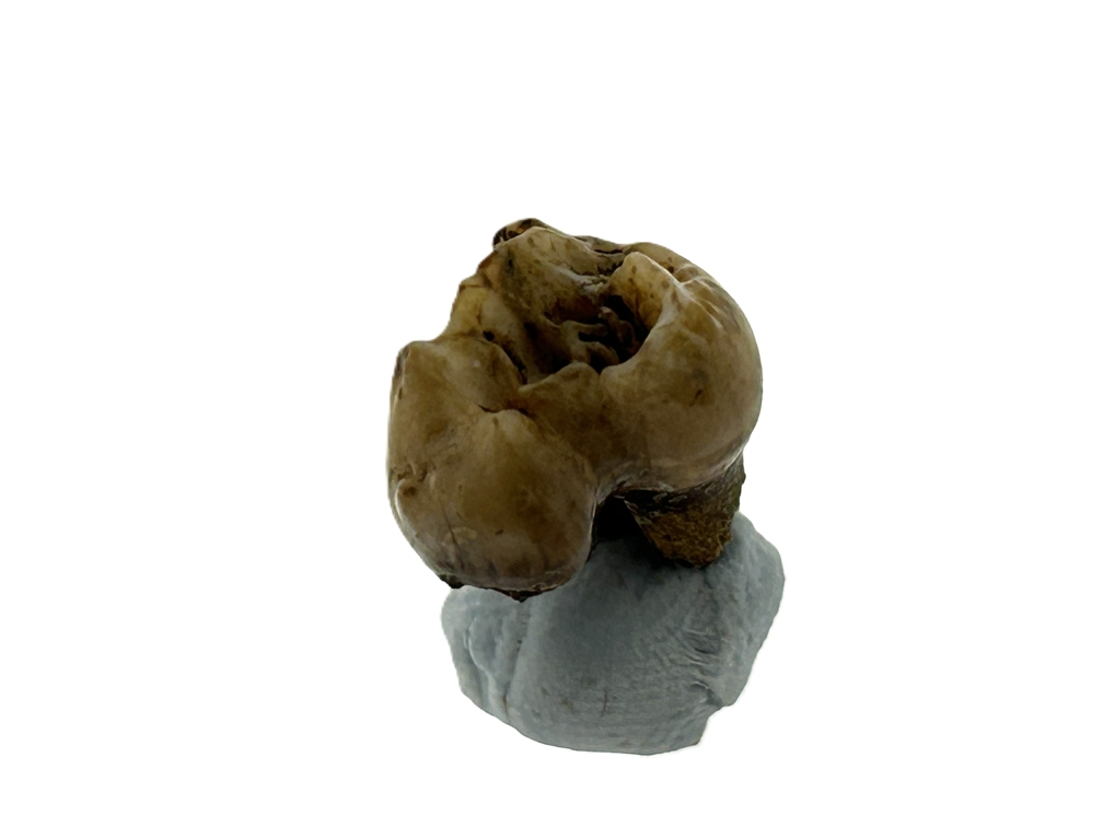 Kangaroo Tooth.