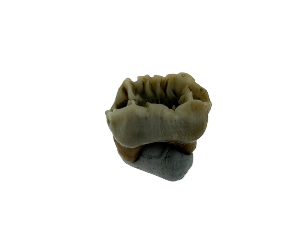 Kangaroo Tooth.