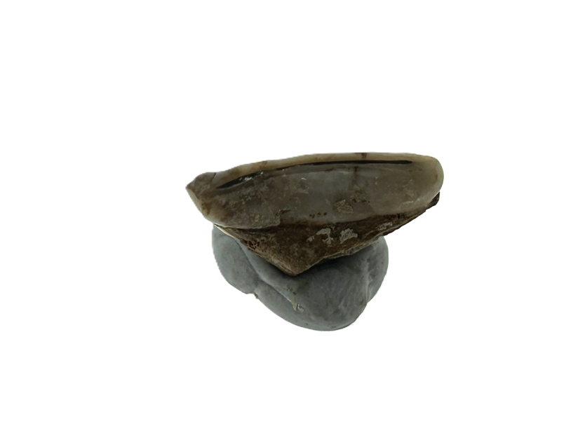 Kangaroo Tooth.