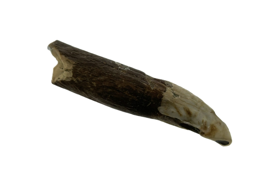 Kangaroo Tooth.