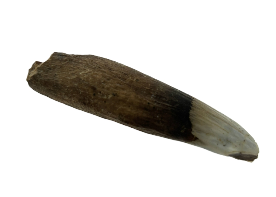 Kangaroo Tooth.