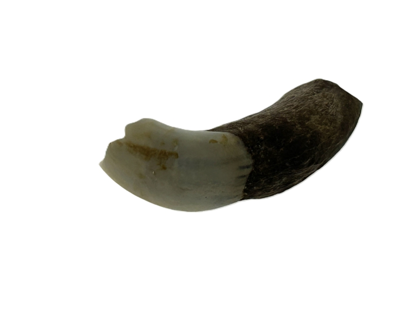 Kangaroo Tooth.