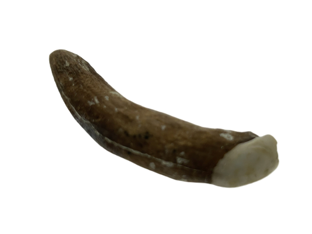 Kangaroo Tooth.