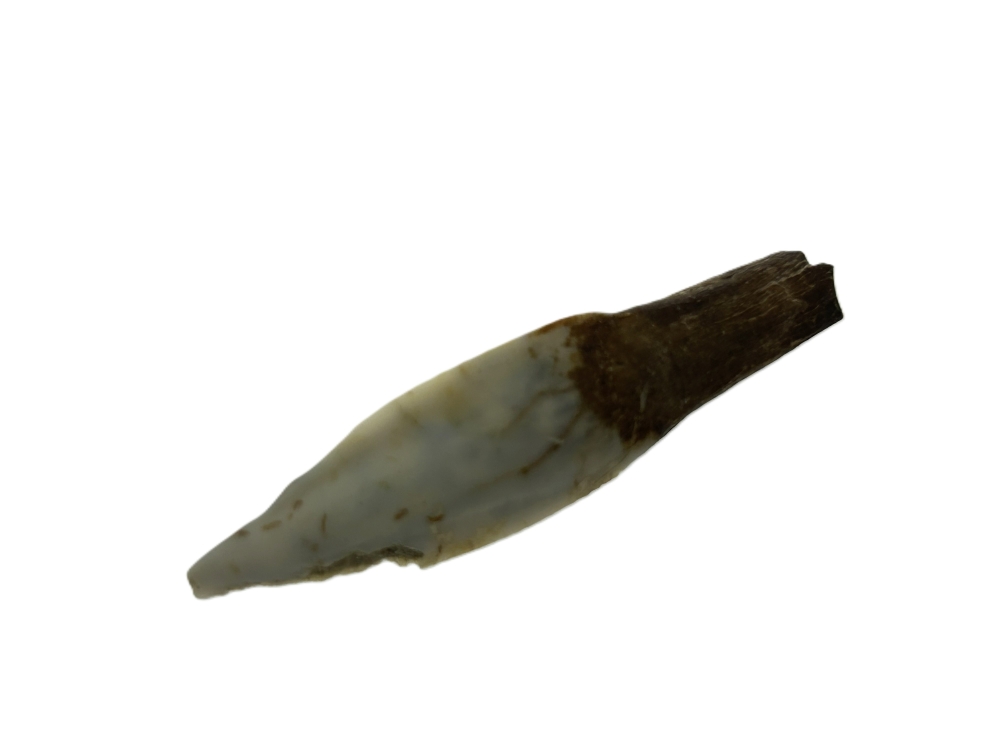 Kangaroo Tooth.
