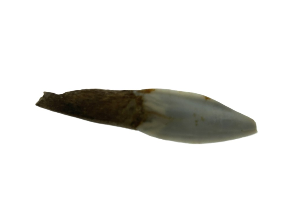 Kangaroo Tooth.