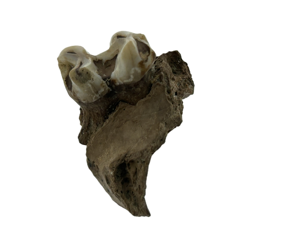 Kangaroo Tooth.