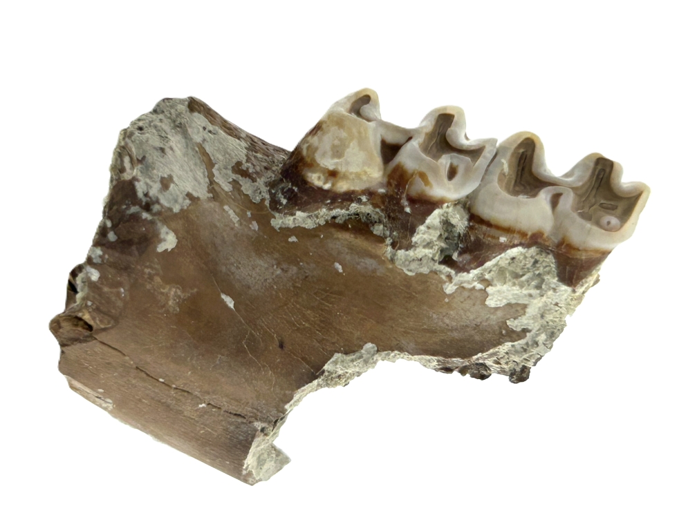 Kangaroo Tooth.