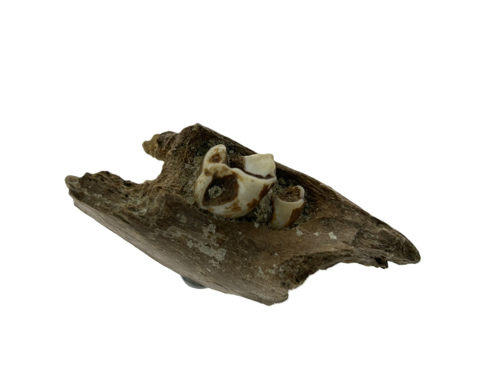 Kangaroo Tooth.