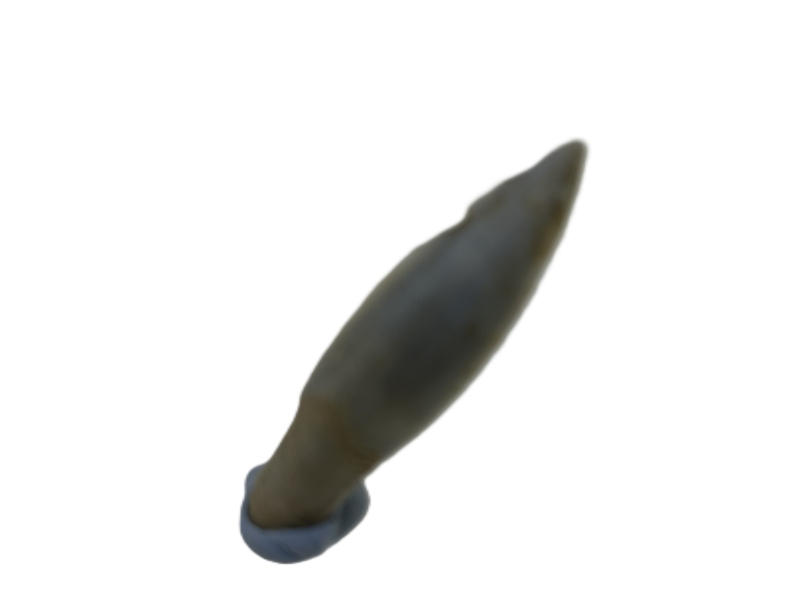 Kangaroo Tooth.