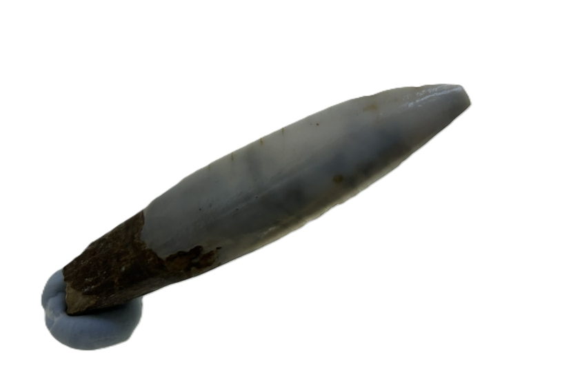 Kangaroo Tooth.