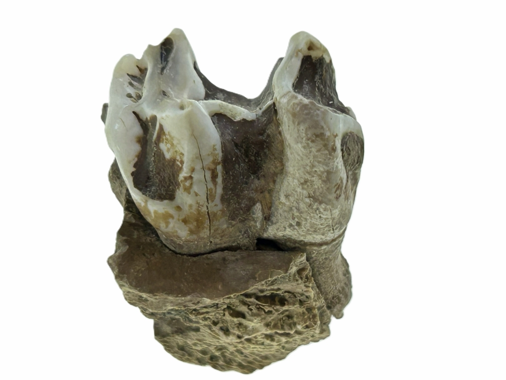 Kangaroo Tooth.