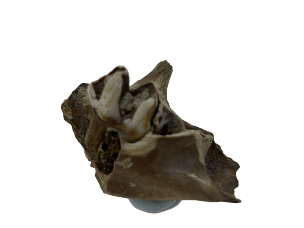 Kangaroo Tooth.
