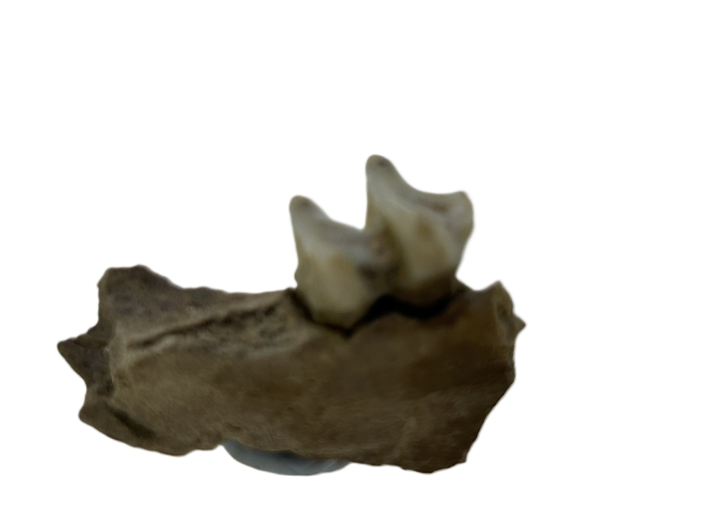Kangaroo Tooth.