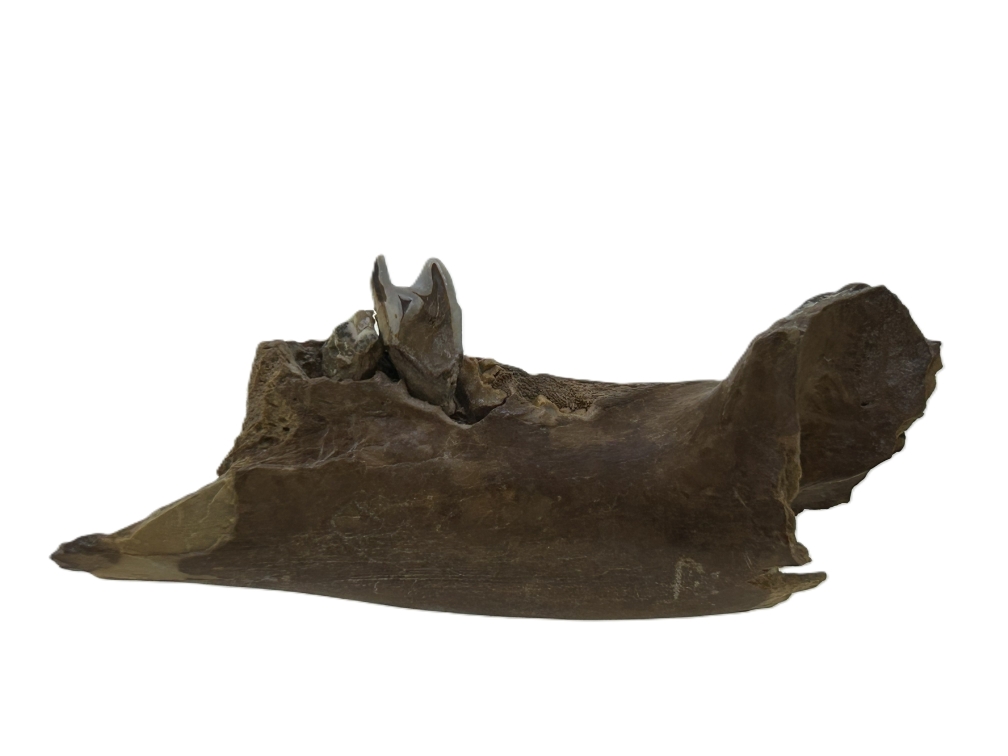 Macropus Teeth in jawbone