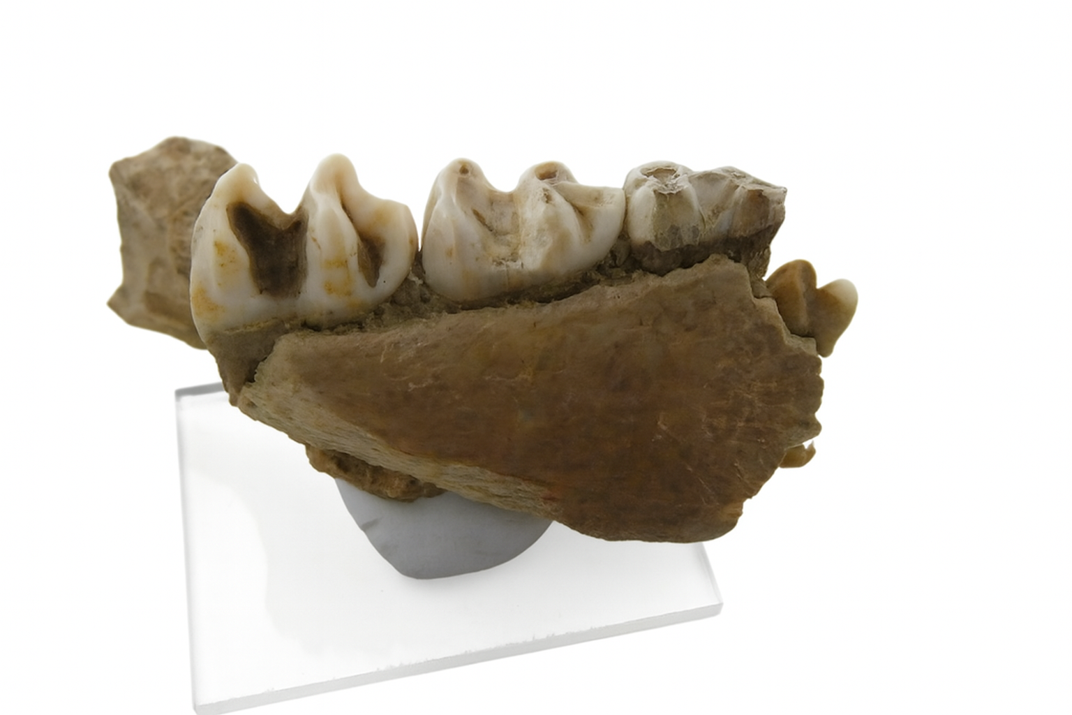 Kangaroo Teeth and Jaws