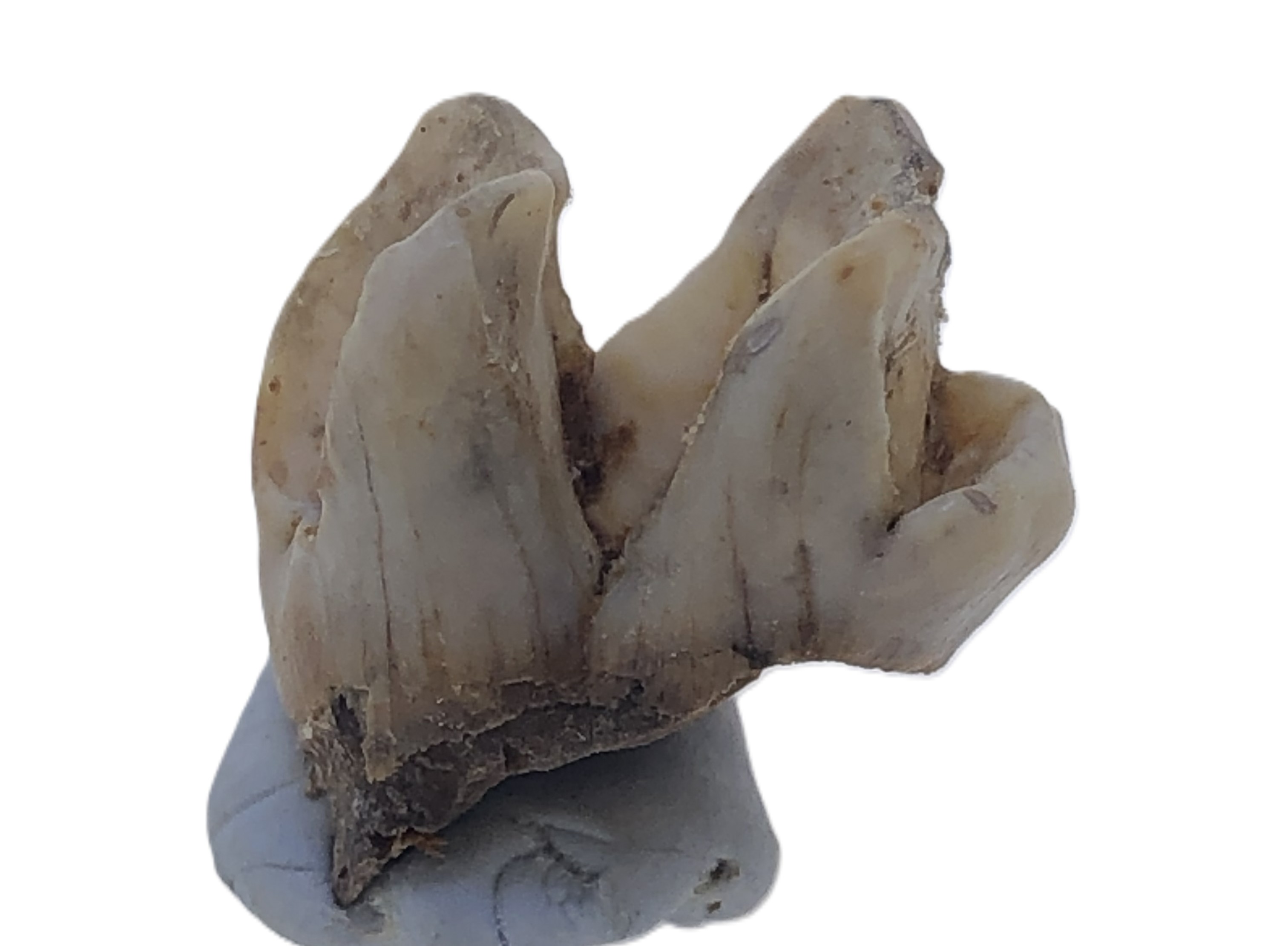 Kangaroo Tooth.