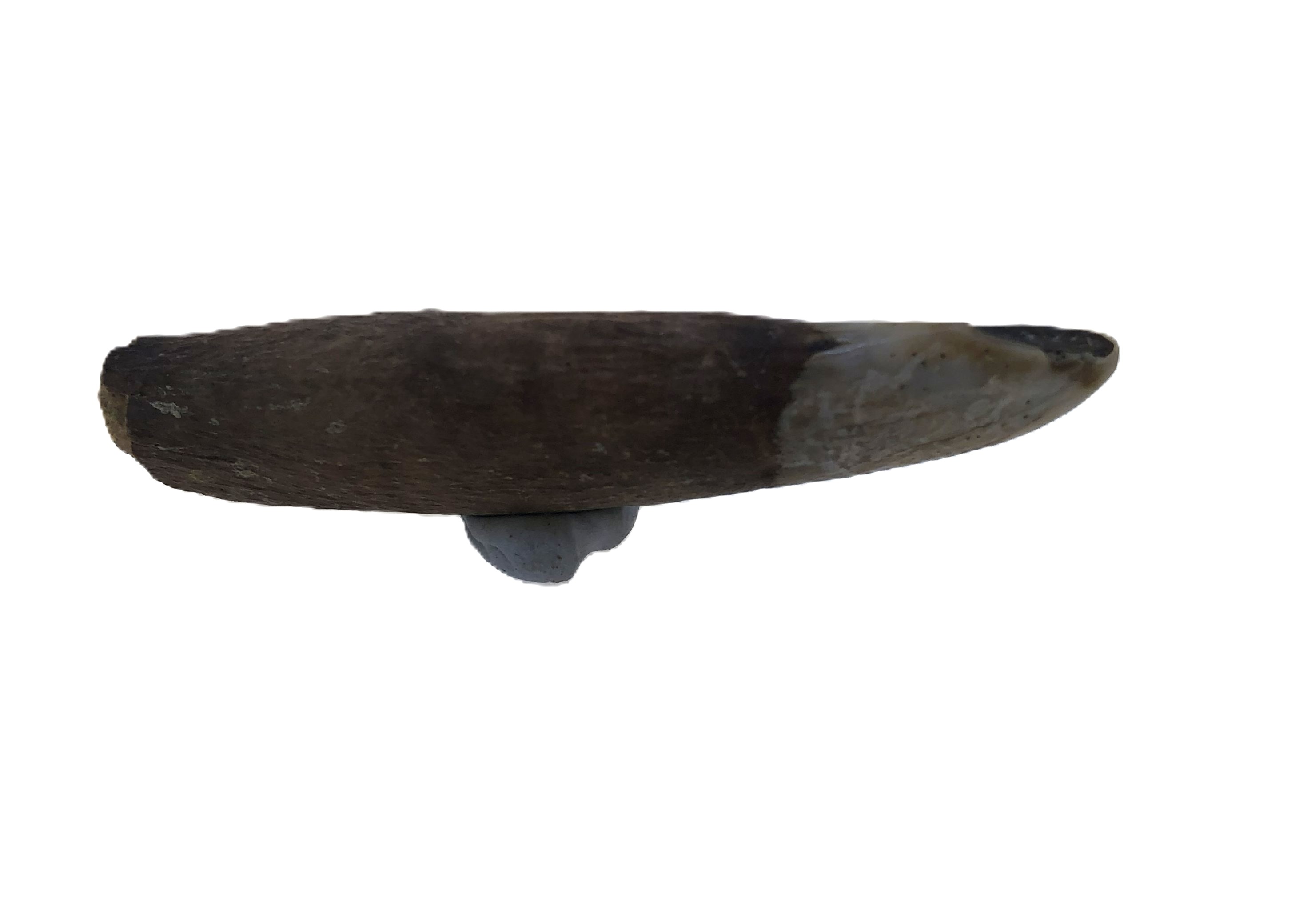 Kangaroo Tooth.