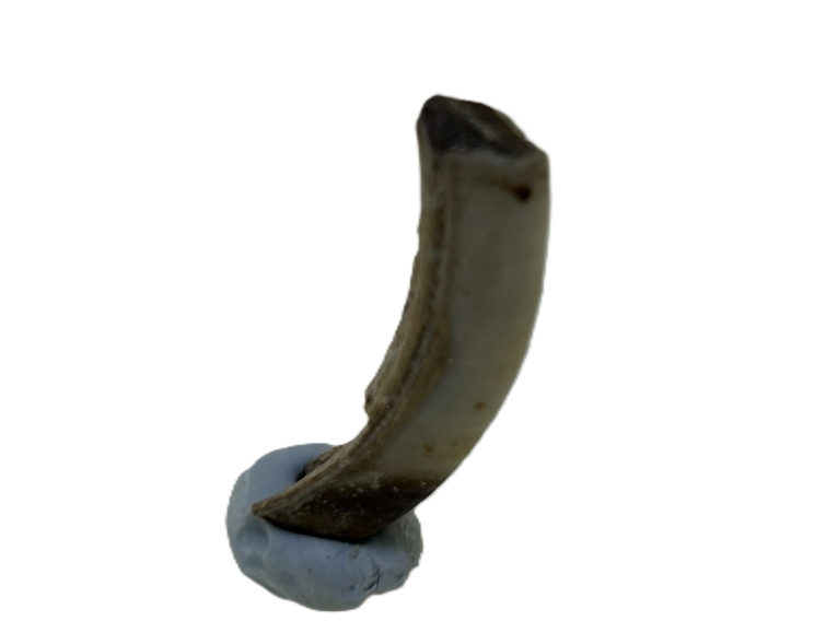 Wombat tooth.