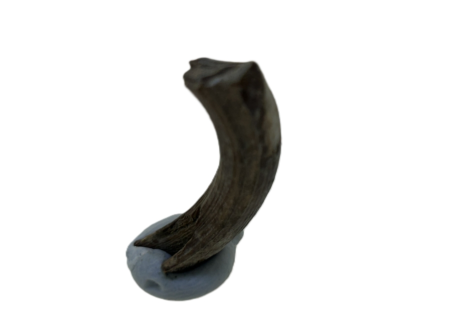 Wombat tooth.