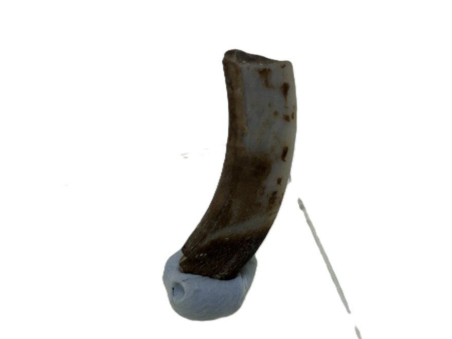 Wombat tooth.