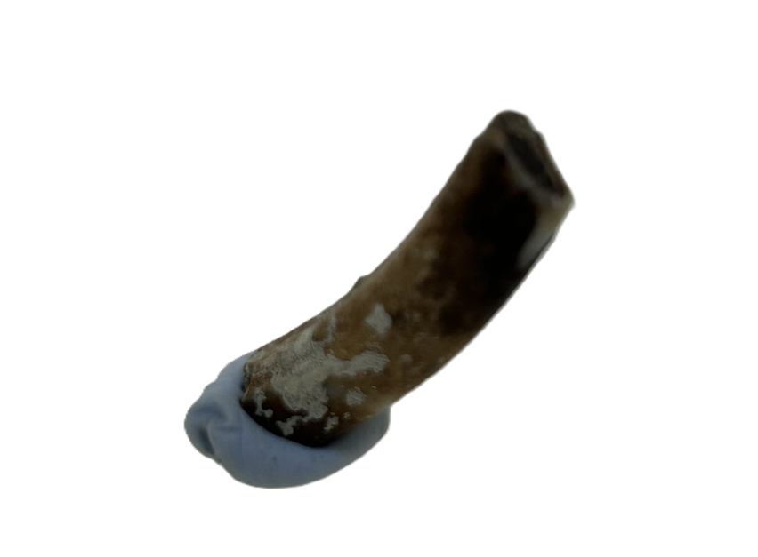 Wombat tooth.