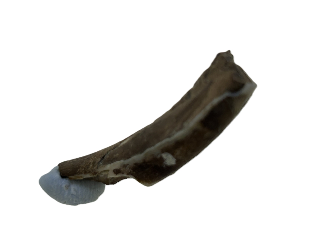 Wombat tooth.