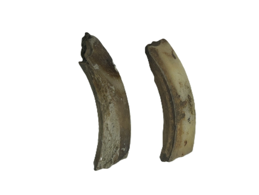 Wombat tooth.