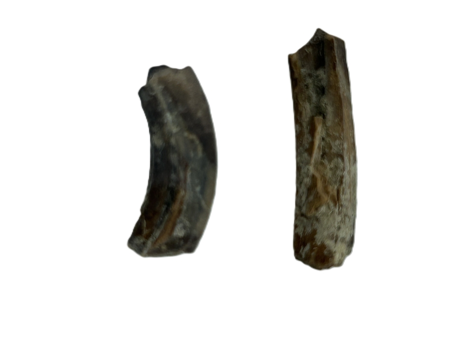 Wombat tooth.